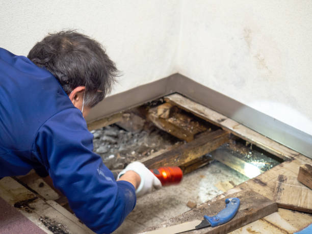 Best Mold Remediation for Specific Building Types in Louisville, TN