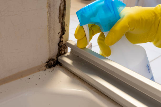 Best Black Mold Remediation in Louisville, TN