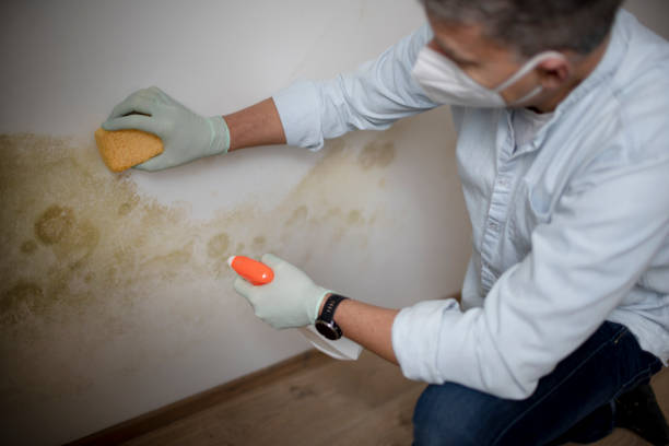 Best Basement Mold Remediation in Louisville, TN