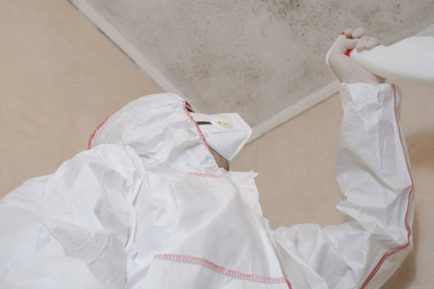 Best Post-Flood Mold Remediation in Louisville, TN