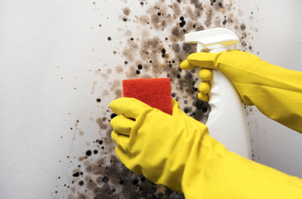 Best Health and Safety Mold Remediation in Louisville, TN