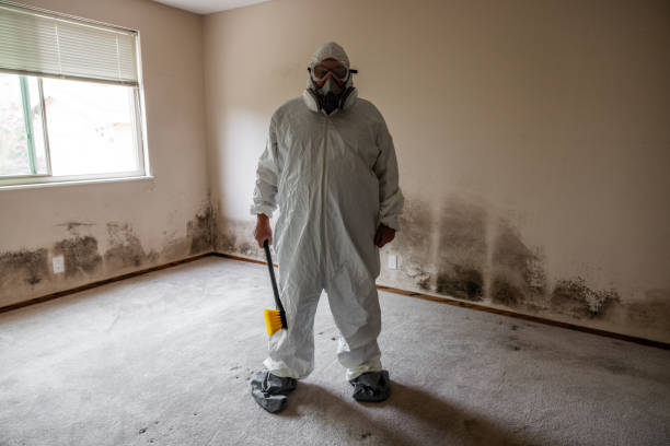 Best Residential Mold Remediation in Louisville, TN