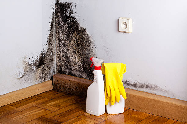 Best Residential Mold Remediation in Louisville, TN