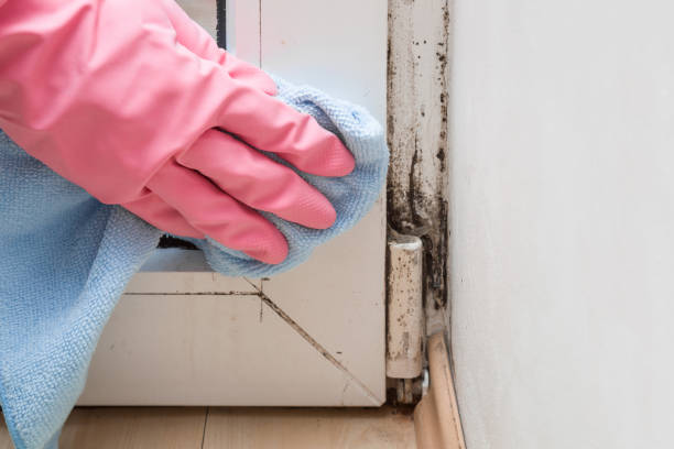 Best Emergency Mold Remediation in Louisville, TN